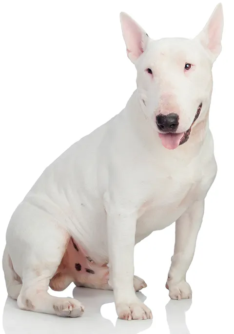 Marca store bull terrier